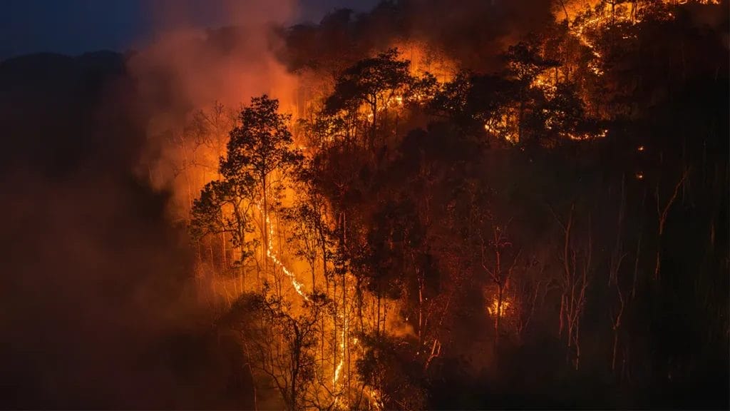 wildfire raging through forest